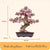 DIY bonsai tree, cherry blossom model, wooden bonsai kit, 3D wooden puzzle kit, bonsai tree craft, cherry blossom tree puzzle, DIY nature model, bonsai puzzle kit, wooden bonsai puzzle, eco-friendly wooden craft, nature-inspired décor, DIY cherry blossom craft, wooden bonsai tree kit, craft kit for nature lovers, bonsai tree décor